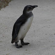 African Penguin