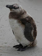 African Penguin