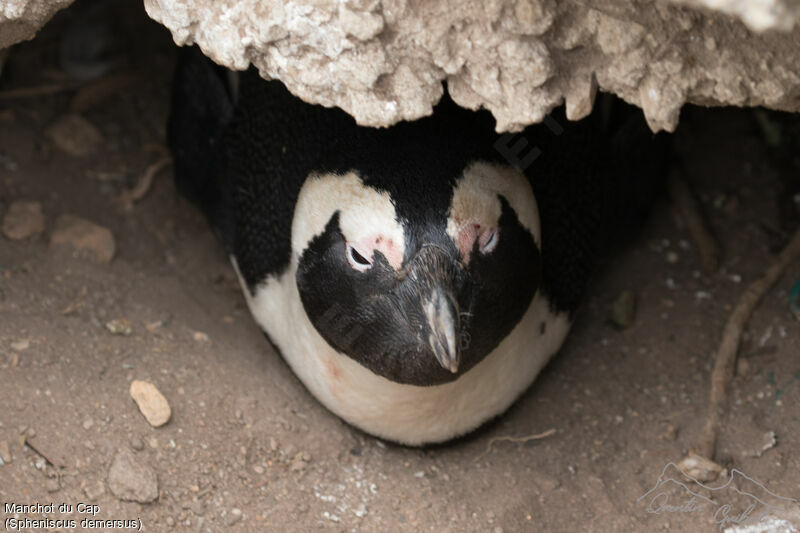 African Penguinadult breeding, habitat, Reproduction-nesting