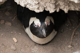 African Penguin