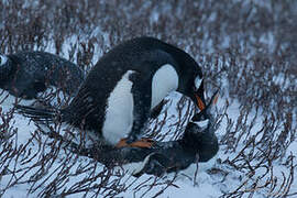 Gentoo Penguin