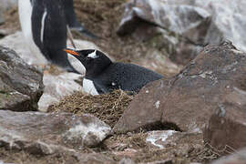 Gentoo Penguin