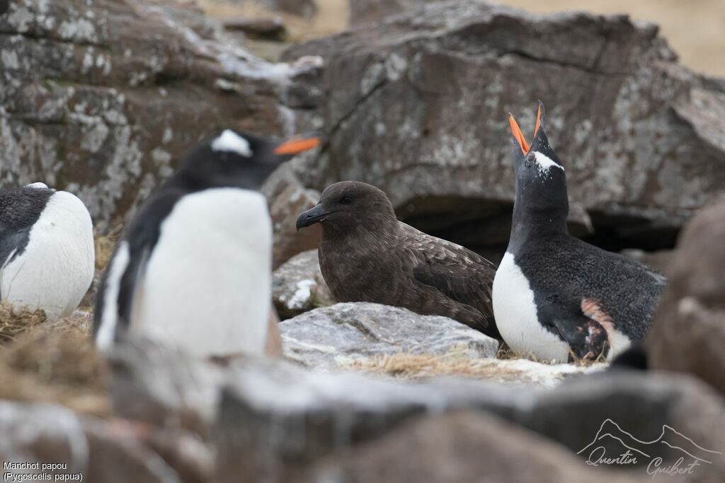 Gentoo Penguin