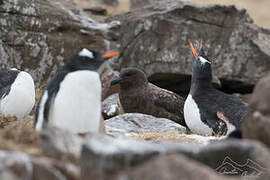 Gentoo Penguin