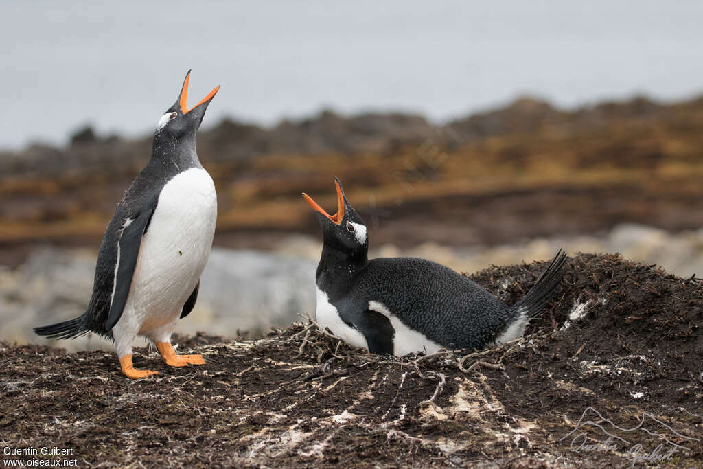 Gentoo Penguinadult, courting display, Reproduction-nesting