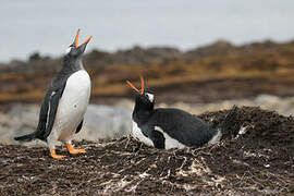 Gentoo Penguin