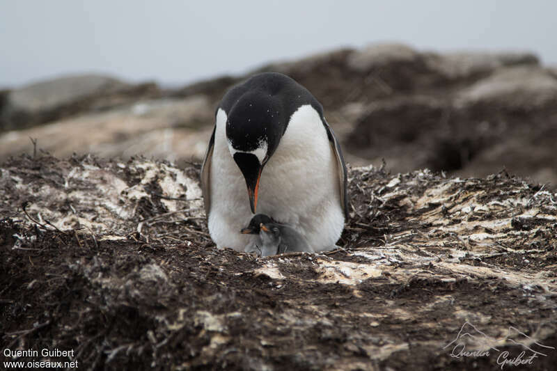 Gentoo Penguin, habitat, Reproduction-nesting