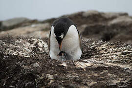 Gentoo Penguin