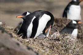 Gentoo Penguin