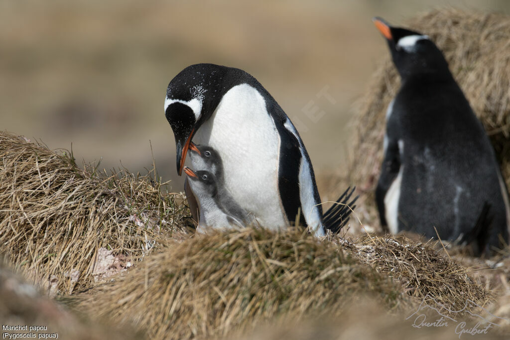 Gentoo Penguin