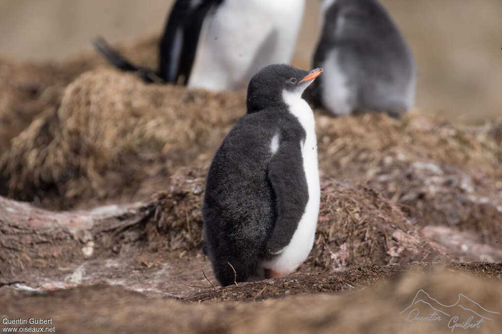 Gentoo PenguinPoussin, identification