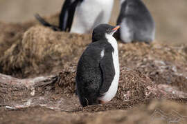 Gentoo Penguin