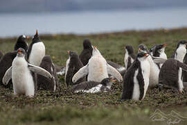 Gentoo Penguin