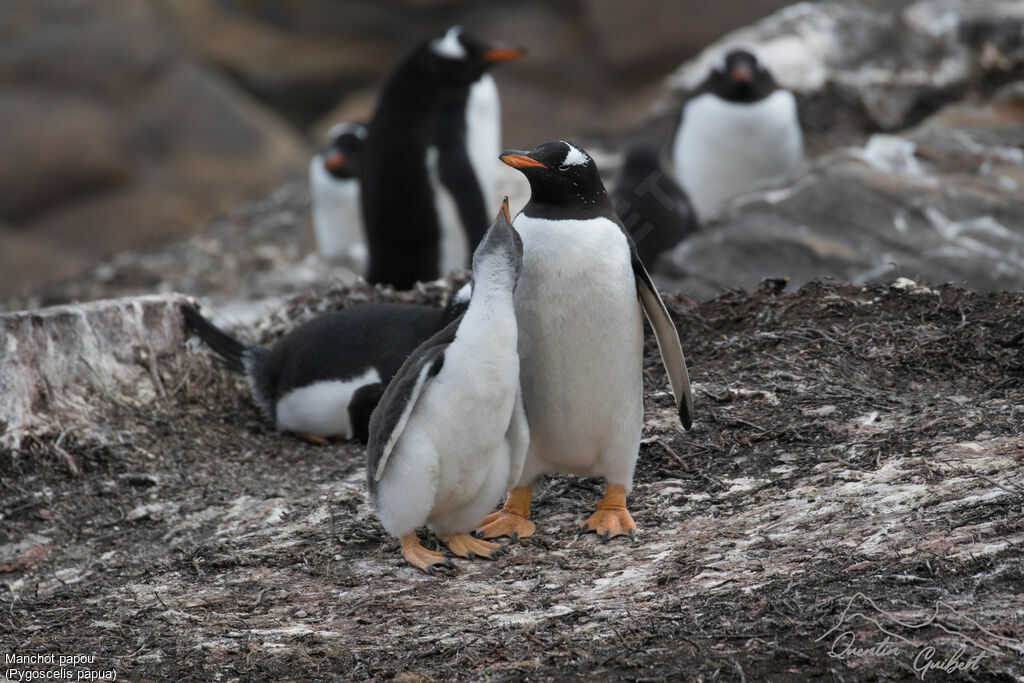 Gentoo Penguin