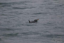 Gentoo Penguin