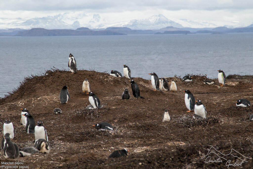 Gentoo Penguin, Reproduction-nesting, colonial reprod.