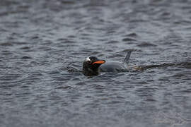 Gentoo Penguin