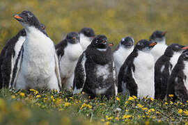 Gentoo Penguin