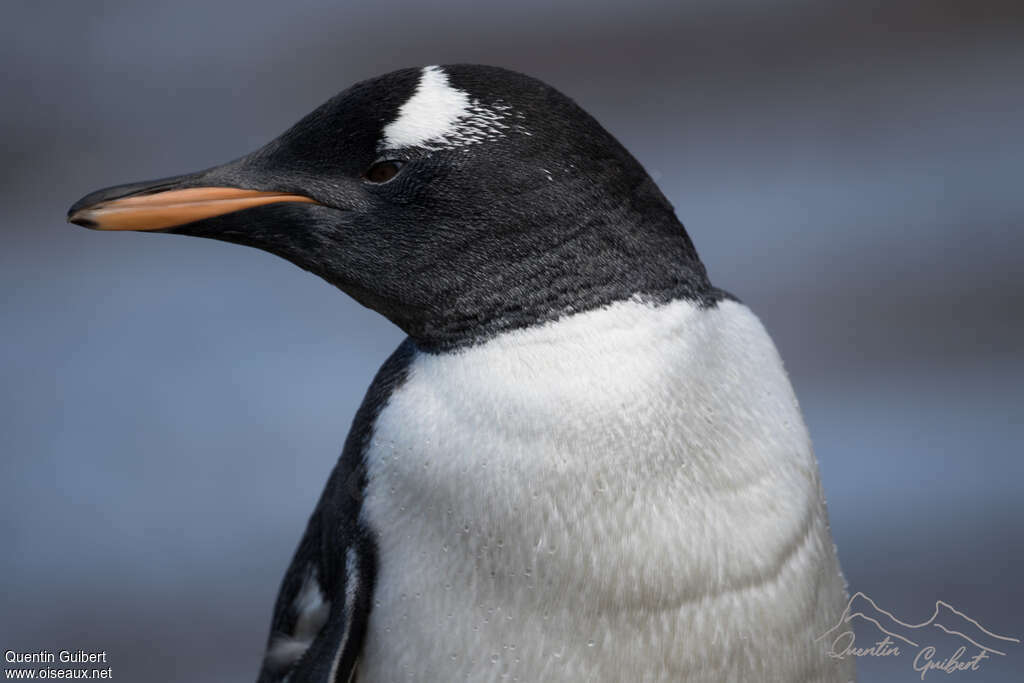 Gentoo Penguinadult, close-up portrait