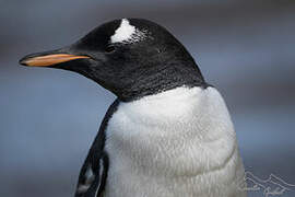 Gentoo Penguin