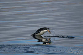 Gentoo Penguin