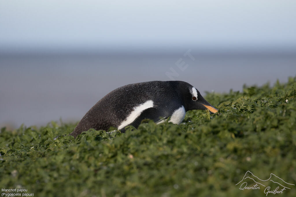 Gentoo Penguin