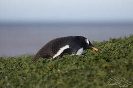 Gentoo Penguin