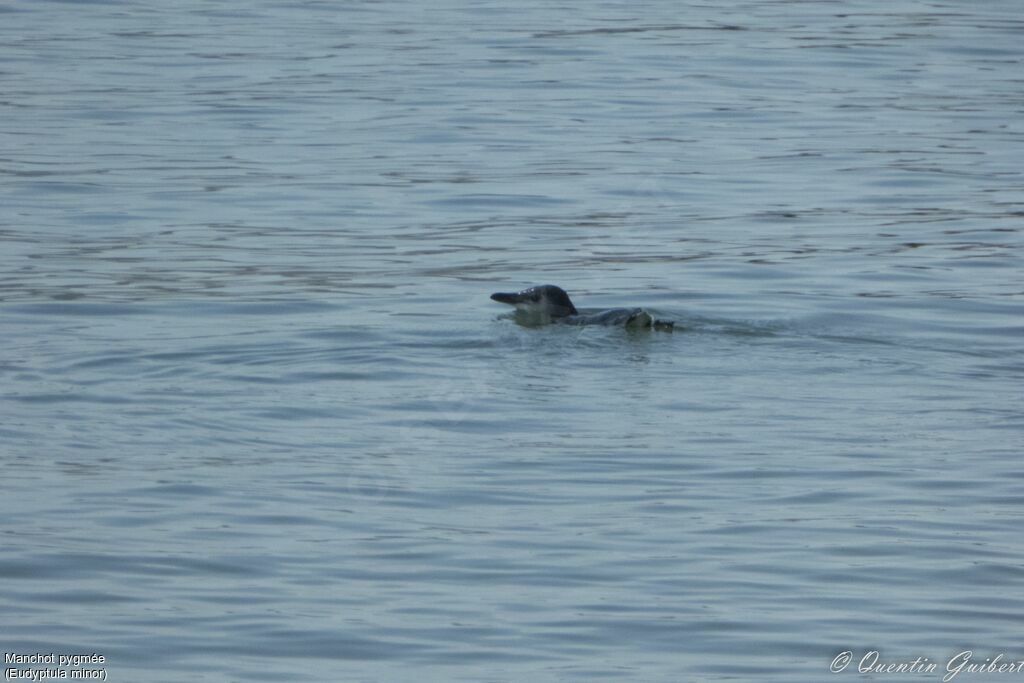 Little Penguin, swimming