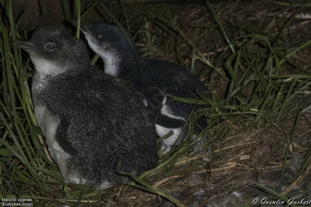 Little PenguinPoussin, identification, close-up portrait, moulting