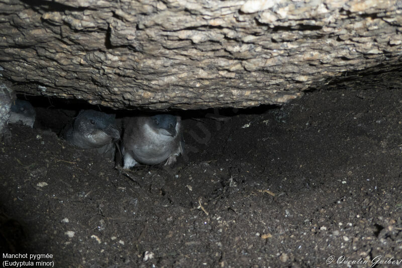 Little Penguinjuvenile, habitat, Reproduction-nesting