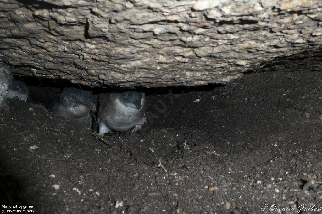 Manchot pygméejuvénile, habitat, Nidification