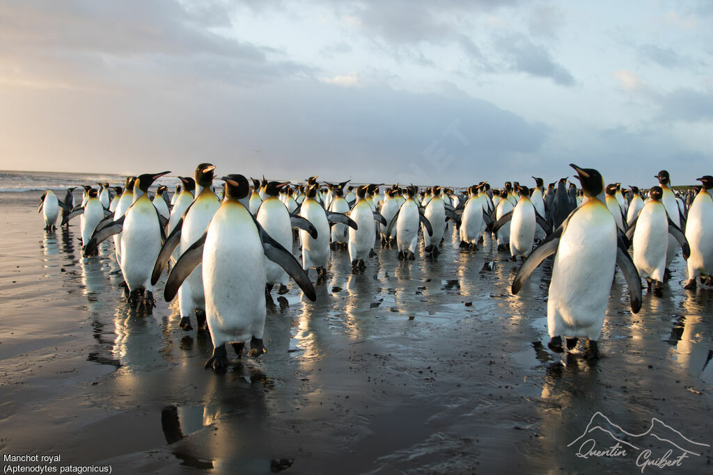 King Penguin