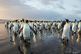 King Penguin