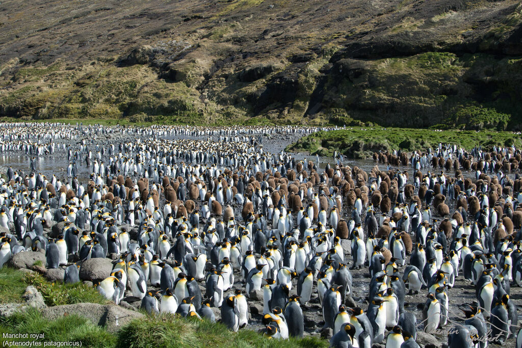 King Penguin