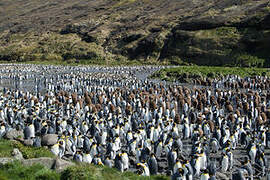 King Penguin