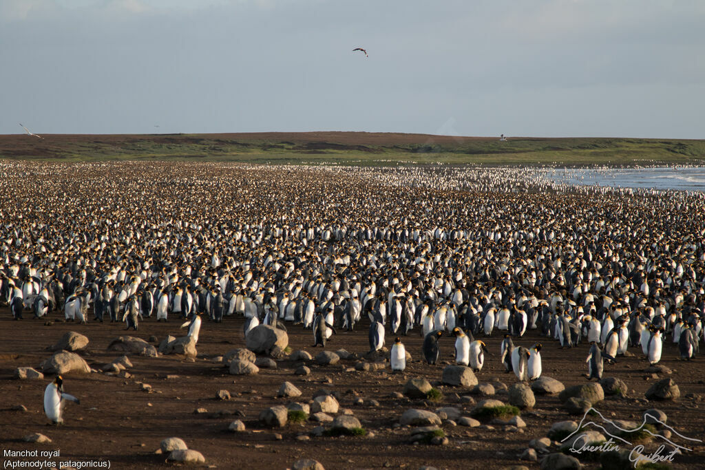 King Penguin