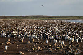 King Penguin