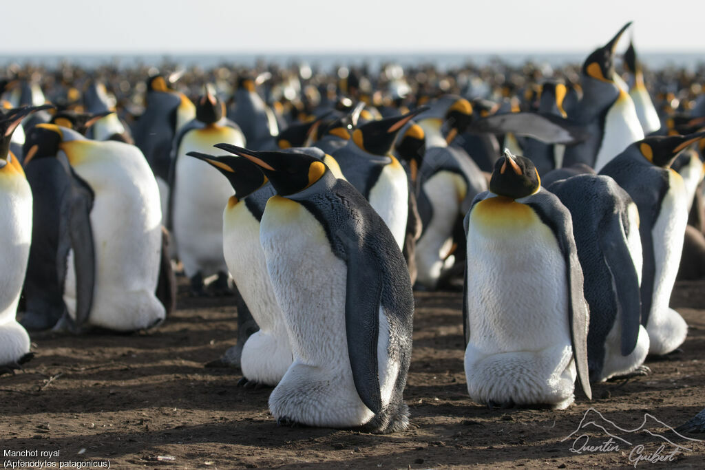 King Penguin