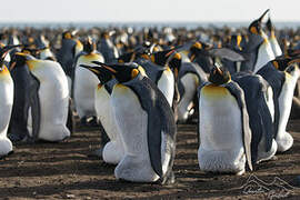 King Penguin