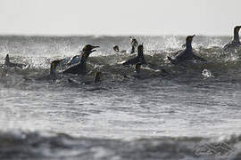 King Penguin