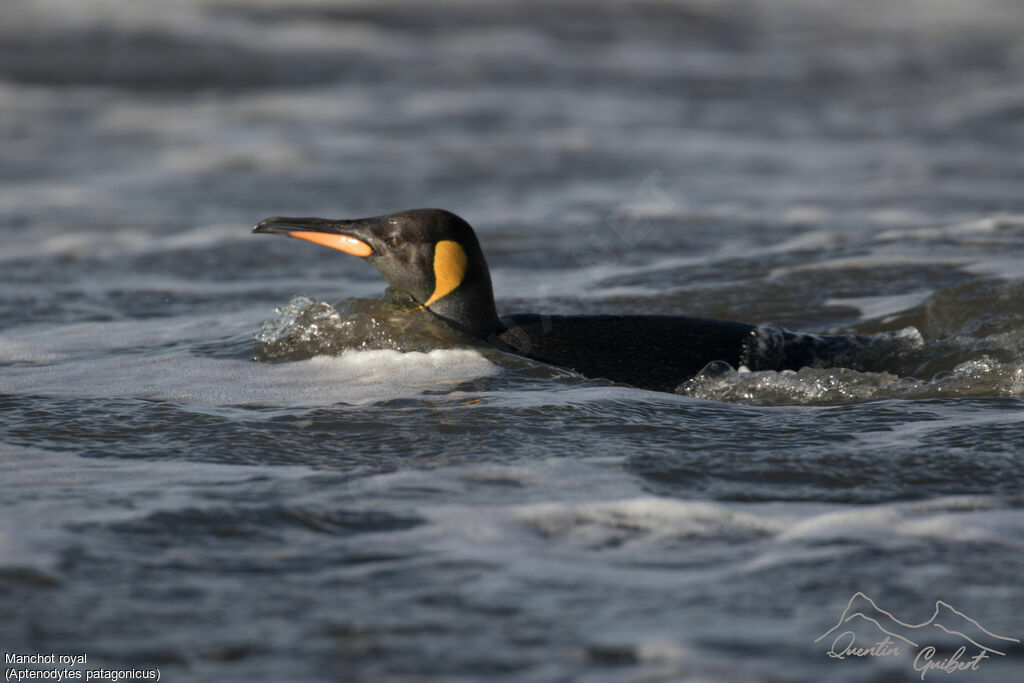 King Penguin