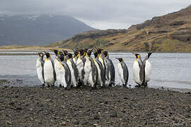 King Penguin