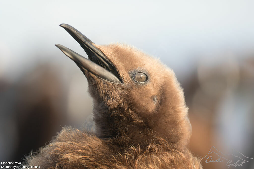 King Penguin