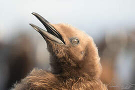 King Penguin