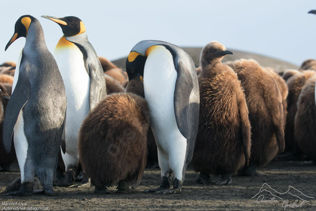 King Penguin