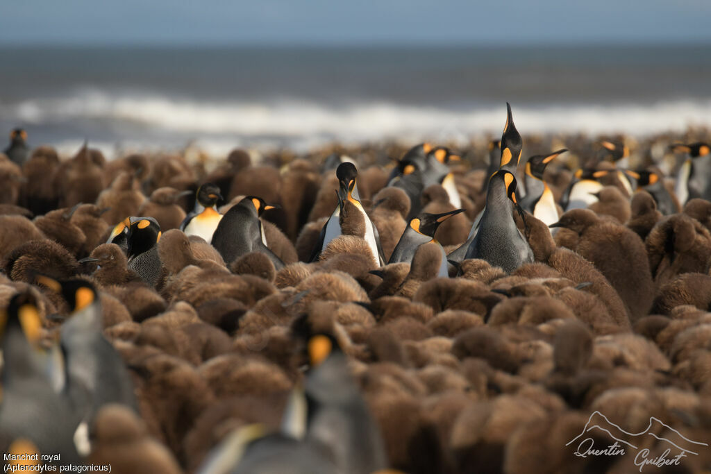 King Penguin