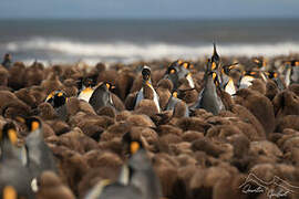 King Penguin