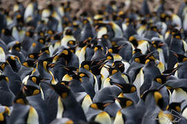 King Penguin