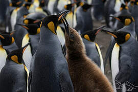 King Penguin