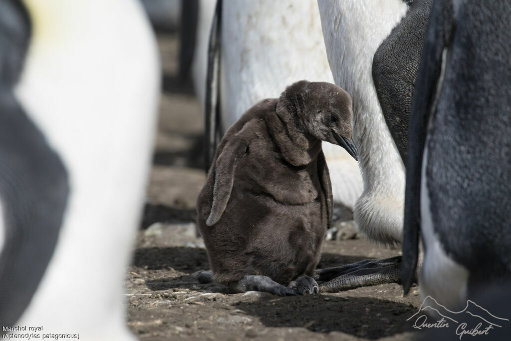 King Penguin